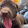 animal, brown, close_up, collar, cute, dog, ears, fence, grass, happy, joyful, muzzle, outdoor, person, pet, playful, puppy, smiling, tongue_out, young