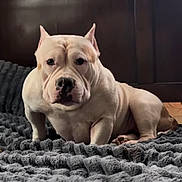 Fenderbender is registered to the contest to win money with this photo: dog, white_dog, muscular, short_hair, cropped_ears, pet, indoor, blanket, gray_blanket, resting, looking, close_up, wooden_background, floor, animal, canine, portrait, companion, domestic_animal, furniture