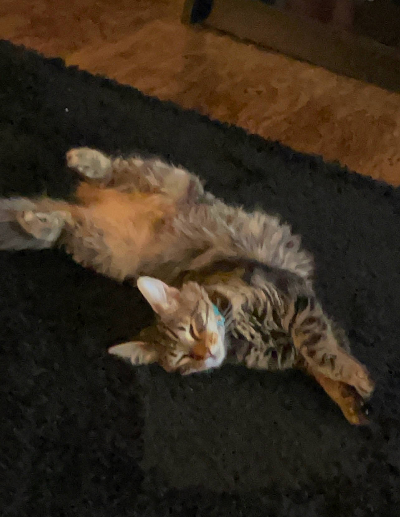 Diva joined the competition — help win amazing prizes! asphalt, carnivore, cat, claw, comfort, domestic_short_haired_cat, fawn, felidae, flooring, fur, paw, road_surface, shadow, small_to_medium_sized_cats, snout, tail, vertebrate, whiskers, wildlife, wood