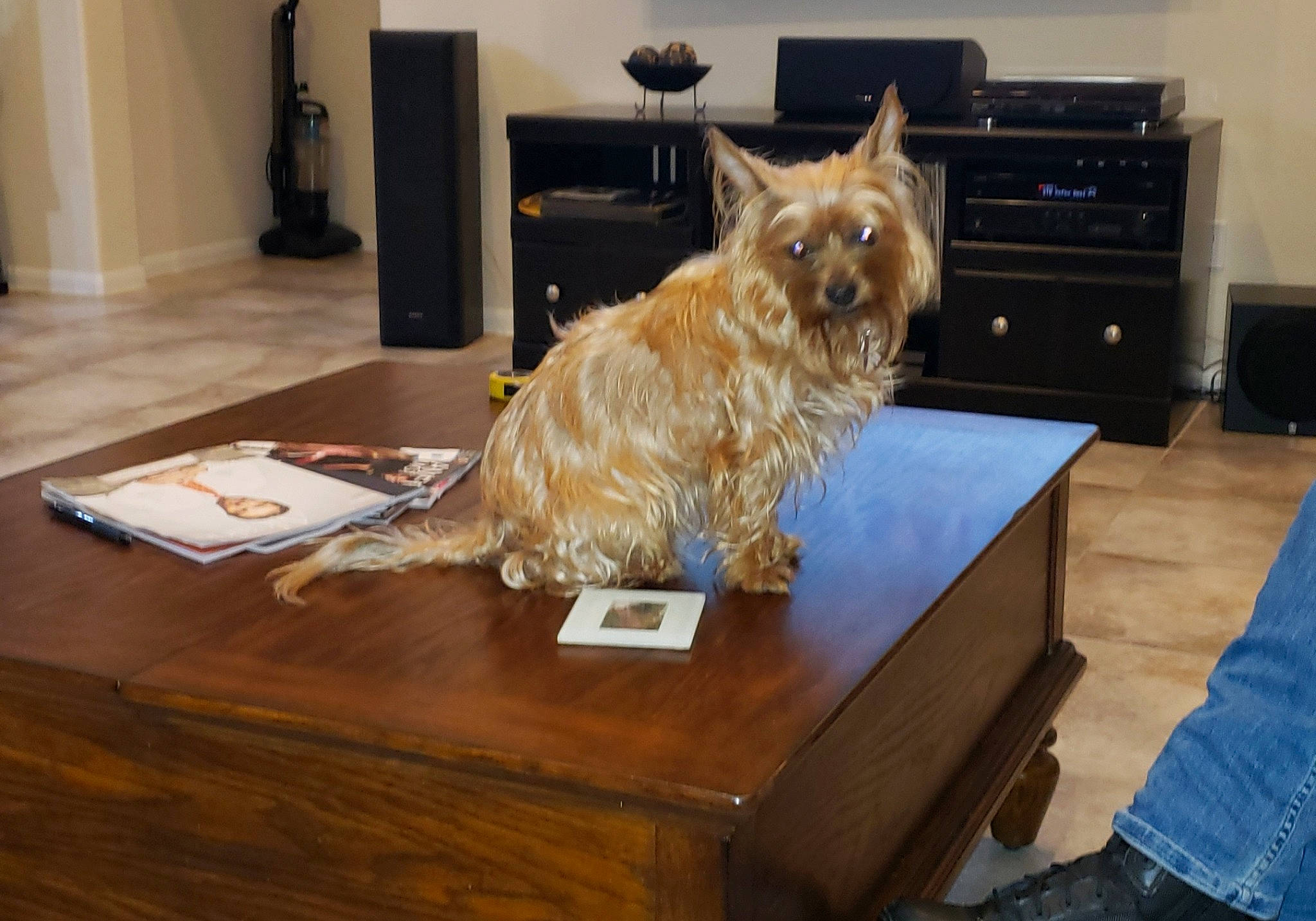 Coconut joined the competition — help win amazing prizes! australian_terrier, cairn_terrier, canidae, carnivore, companion_dog, dog, dog_breed, floor, flooring, furniture, hardwood, mammal, norwich_terrier, rare_breed_dog, room, small_terrier, table, terrier, wood, yorkshire_terrier