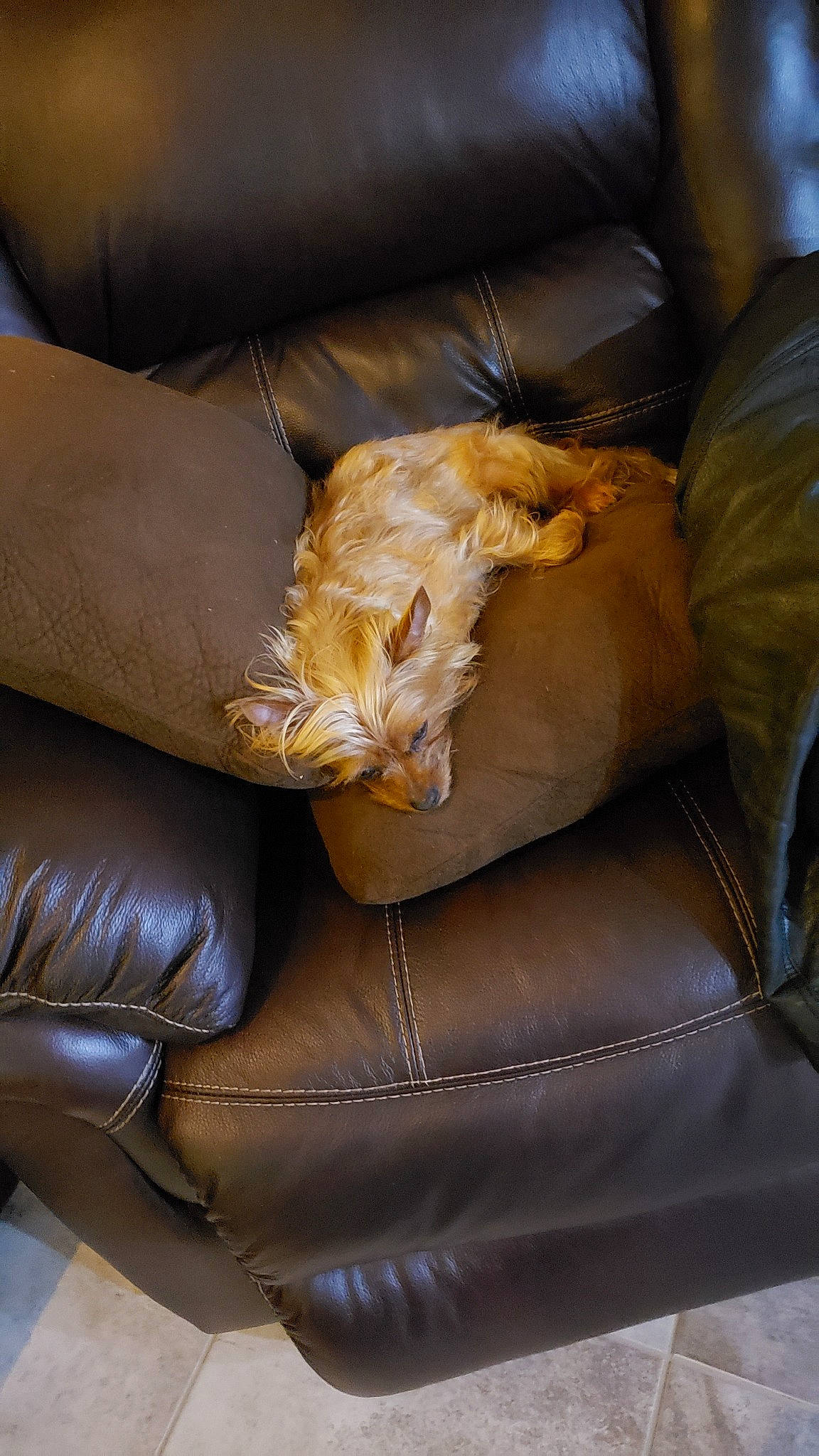 Coconut is registered to the contest to win money with this photo: canidae, caramel_color, carnivore, chair, comfort, companion_dog, couch, fawn, furniture, leather, recliner