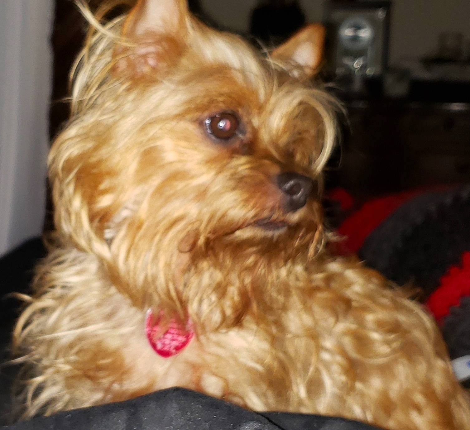 Coconut is registered to the contest to win money with this photo: australian_silky_terrier, australian_terrier, biewer_terrier, cairn_terrier, canidae, carnivore, companion_dog, dog, dog_breed, glen_of_imaal_terrier, mammal, norwich_terrier, rare_breed_dog, small_terrier, snout, terrier, toy_dog, vertebrate, yorkipoo, yorkshire_terrier