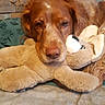 animal, bed, brown_dog, canine, close_up, comfort, cozy, cute, dog, fur, home, indoor, pet, plush, relaxed, resting, sleepy, stuffed_animal, toy, warm
