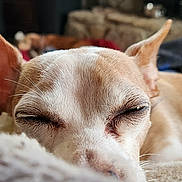Nutmeg is registered to the contest to win money with this photo: animal, blanket, blurred_background, canine, close_up, comfort, cozy, dog, ears, fur, home, indoor, nap, peaceful, pet, portrait, resting, sleeping, tan, white