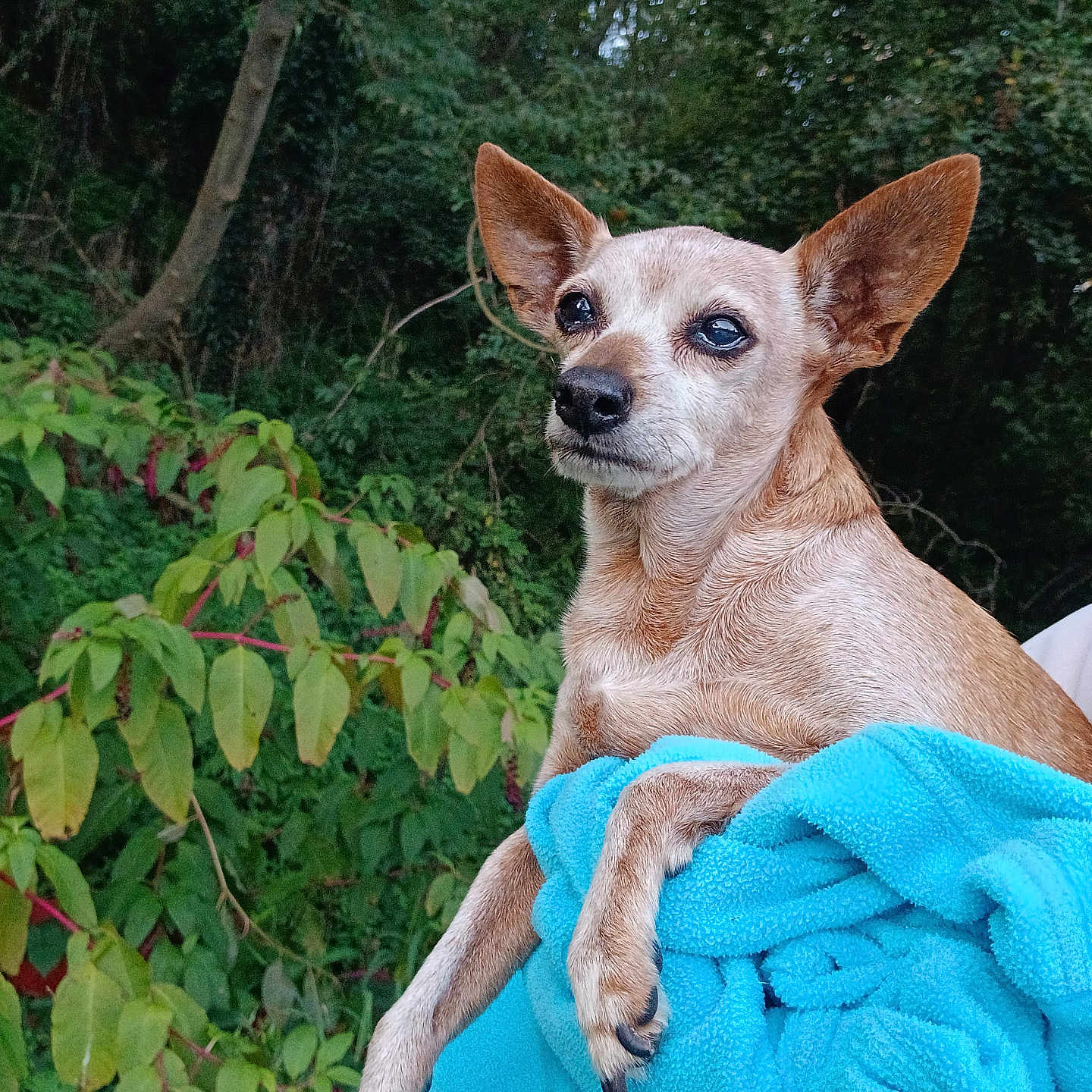 Betters a rejoint le concours — aidez-le/la à gagner de superbes lots ! animal, blanket, canine, chihuahua, dog, grass, green, herbal, herbs, land, nature, outdoors, pet, plant, puppy, rainforest, towel, tree, vegetation, woodland