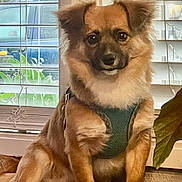 Bear joined the competition — help win amazing prizes! dog, pet, indoor, window, blinds, harness, brown_fur, cute, fluffy, sitting, face, animal, canine, expression, cozy, furniture, plant, natural_light, domestic, relaxed