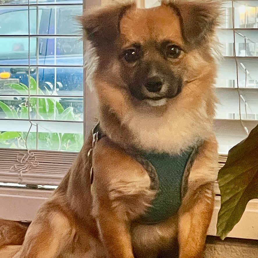 Bear joined the competition — help win amazing prizes! animal, blinds, brown_fur, canine, cozy, cute, dog, domestic, expression, face, fluffy, furniture, harness, indoor, natural_light, pet, plant, relaxed, sitting, window