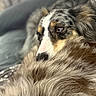 Oakley is registered to the contest to win money with this photo: animal, blanket, blue_eyes, calm, close_up, comfort, cozy, cute, dog, face, fur, furry, indoor, muzzle, pet, portrait, relaxing, resting, sleepy, soft_focus