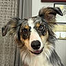 Oakley is registered to the contest to win money with this photo: animal, background, canine, certificate, closeup, curtain, cute, dog, domestic, ears, expression, face, fluffy, friendly, fur, indoor, pet, portrait, smile, whiskers
