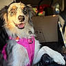 animal, australian_shepherd, canine, car_interior, closeup, companion, dog, domestic_animal, friendly, fur, happy, heterochromia, inside_vehicle, paw, pet, pink_harness, portrait, seat, smiling, sunlight
