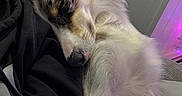 Oakley is registered to the contest to win money with this photo: animal, black_clothing, blanket, calm, closeup, companion, couch, cozy, dog, fur, indoor, peaceful, pet, purple_light, relaxed, resting, sleeping, soft_texture, speckled_fur, white_fur