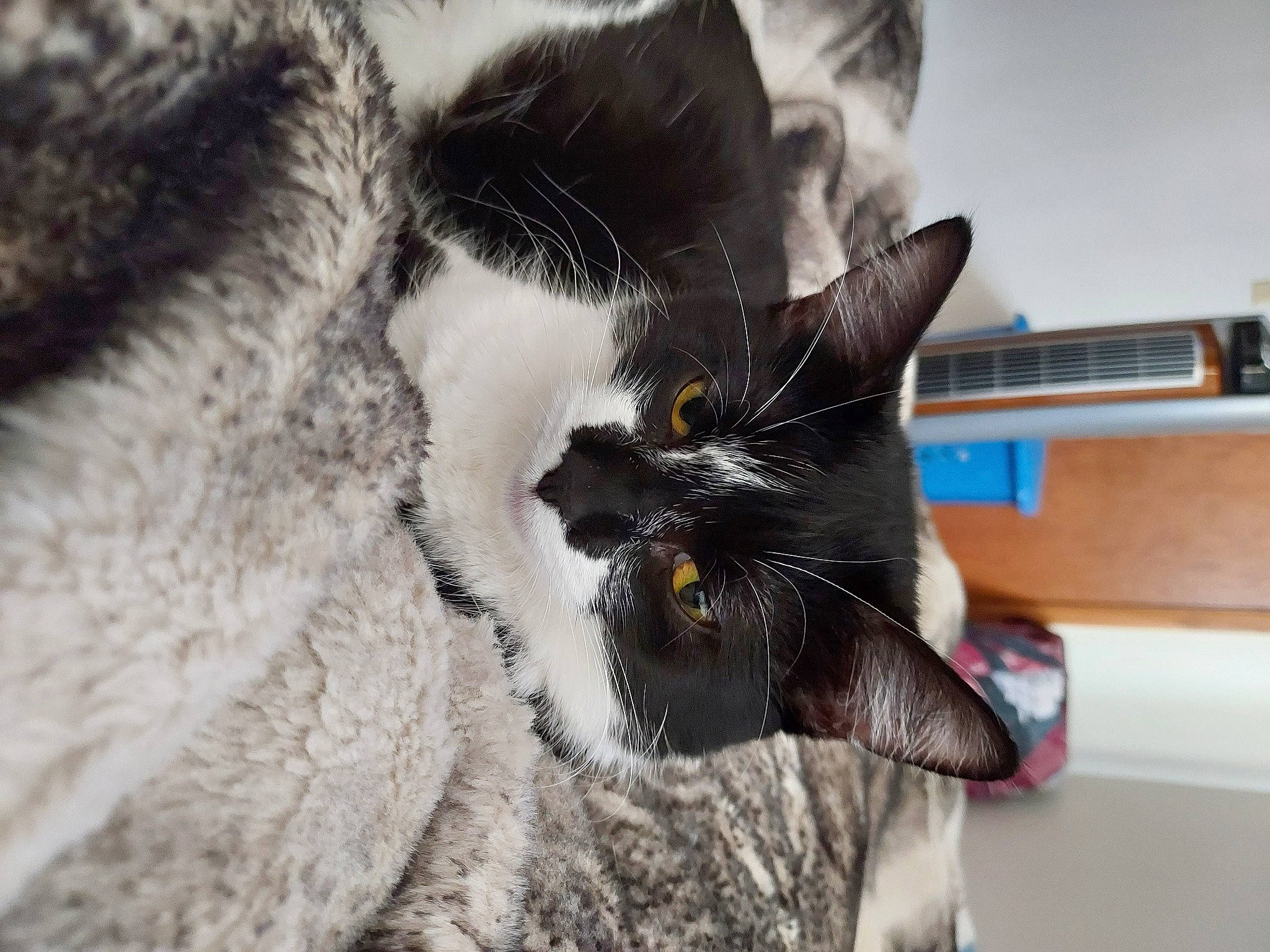 Amelia joined the competition — help win amazing prizes! black_cat, carnivore, cat, claw, comfort, domestic_short_haired_cat, ear, felidae, fur, monochrome_photography, nap, paw, plant, small_to_medium_sized_cats, snout, tail, whiskers, window