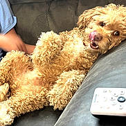 Riley joined the competition — help win amazing prizes! dog, curly_fur, couch, pet, home, remote_control, relaxed, tongue_out, playful, hand, furniture, indoor, animal, cute, brown, fur, canine, companion, resting, domestic