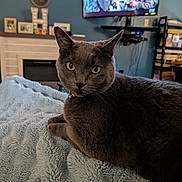 Winnie is registered to the contest to win money with this photo: animal, blanket, bookshelf, cat, close_up, collar, cozy, ears, feline, fireplace, fluffy_blanket, gray_cat, home_interior, living_room, lying_down, pet, portrait, television, whiskers, yellow_eyes