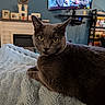 animal, blanket, bookshelf, cat, close_up, collar, cozy, ears, feline, fireplace, fluffy_blanket, gray_cat, home_interior, living_room, lying_down, pet, portrait, television, whiskers, yellow_eyes