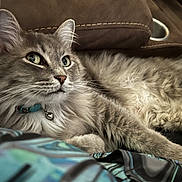 Potsy joined the competition — help win amazing prizes! cat, fluffy_cat, gray_cat, long_hair, feline, pet, animal, collar, bell, green_eyes, whiskers, ears, fur, lying_down, relaxed, indoor, blanket, couch, close_up, portrait