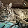 cat, fluffy_cat, gray_cat, long_hair, feline, pet, animal, collar, bell, green_eyes, whiskers, ears, fur, lying_down, relaxed, indoor, blanket, couch, close_up, portrait
