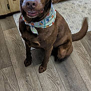 Teddy Graham is registered to the contest to win money with this photo: bandana, brown_dog, cabinet, collar, dog, floor, friendly, home, indoors, kitchen, pet, photography, playful, portrait, rug, sitting, smiling, teeth, wagging_tail, wooden_floor
