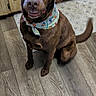 bandana, brown_dog, cabinet, collar, dog, floor, friendly, home, indoors, kitchen, pet, photography, playful, portrait, rug, sitting, smiling, teeth, wagging_tail, wooden_floor