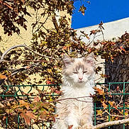 Gribouille a rejoint le concours — aidez-le/la à gagner de superbes lots ! cat, animal, fence, outdoor, sunlight, blue_sky, tree_branch, leaves, nature, fluffy, pet, wildlife, daylight, garden, plant, autumn, mammal, portrait, cute, fur