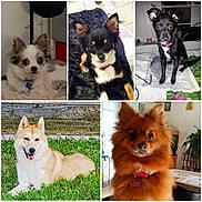 Freya Et Cet Copine participe au concours pour gagner de l'argent avec cette photo : ancient_dog_breeds, art, canidae, carnivore, companion_dog, dog, dog_breed, fawn, german_spitz_mittel, icelandic_sheepdog, mammal, pembroke_welsh_corgi, pomeranian, puppy, schipperke, spitz, vertebrate