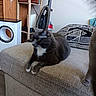 animal, artwork, blurred_face, cat, couch, cozy, decor, fabric, floor, furniture, gray_cat, home, indoor, living_room, pet, pillow, relaxing, vacuum_cleaner, white_cat_paws, wooden_shelf