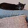 animal, black_cat, cat, cozy, cushion, cute, domestic_cat, feline, fur, green_eyes, home, indoor, lying_down, mammal, pet, pillow, relaxed, resting, soft, whiskers