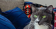 Prea joined the competition — help win amazing prizes! alert, cat, cozy, cushion, decorative_pillow, domestic_cat, feline, gray_cat, green_eyes, household, indoor, living_room, patterned_pillow, pet, portrait, relaxed, seated, sofa, whiskers, white_chest