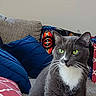 alert, cat, cozy, cushion, decorative_pillow, domestic_cat, feline, gray_cat, green_eyes, household, indoor, living_room, patterned_pillow, pet, portrait, relaxed, seated, sofa, whiskers, white_chest
