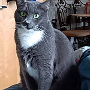 Prea is registered to the contest to win money with this photo: background, blurred_background, cat, chair, close_up, cozy, curious, domestic_animal, fur, furniture, gray_cat, green_eyes, household, indoor, looking, pet, sitting, table, whiskers, white_chest