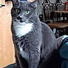 background, blurred_background, cat, chair, close_up, cozy, curious, domestic_animal, fur, furniture, gray_cat, green_eyes, household, indoor, looking, pet, sitting, table, whiskers, white_chest