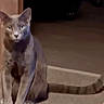 Dobby joined the competition — help win amazing prizes! animal, carpet, cat, curious, dim_light, domestic_animal, doorway, ears, feline, floor, gray_cat, indoor, looking, mammal, paws, pet, quiet, sitting, tail, whiskers
