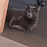 animal, blur, carpet, cat, cute, domestic, door_frame, feline, floor, furniture_leg, gray_cat, home, indoor, low_quality, lying_down, mammal, pet, quiet, relaxed, resting