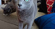 Dobby is registered to the contest to win money with this photo: animal, blanket, cat, close_up, couch, cozy, curiosity, curious, domestic_cat, furniture, gray_cat, green_eyes, home, indoor, living_room, pet, pillow, relaxed, soft_texture, two_cats