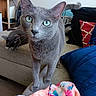 animal, blanket, cat, close_up, couch, cozy, curiosity, curious, domestic_cat, furniture, gray_cat, green_eyes, home, indoor, living_room, pet, pillow, relaxed, soft_texture, two_cats