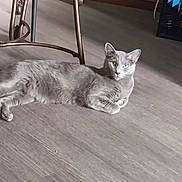 Dobby joined the competition — help win amazing prizes! animal, calm, cat, chair, container, cozy, domestic, floor, flooring, furniture, gray_cat, green_eyes, home, indoor, lying_down, metal_chair, patterned_fabric, pet, relaxed, wood_floor