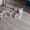 animal, calm, cat, chair, container, cozy, domestic, floor, flooring, furniture, gray_cat, green_eyes, home, indoor, lying_down, metal_chair, patterned_fabric, pet, relaxed, wood_floor