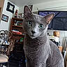 Dobby is registered to the contest to win money with this photo: animal, bookshelf, cat, chair, close_up, curious, cute, decor, domestic_animal, feline, furniture, gray_cat, green_eyes, home, indoor, living_room, pet, portrait, television, whiskers