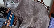 Dobby is registered to the contest to win money with this photo: cat, gray_cat, blurred_face, table, chair, kitchen, indoor, pet, furniture, green_eyes, fur, domestic_animal, household, curious, perched, wooden_chair, background_objects, blurry, animal, domestic_pet