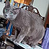 animal, background_objects, blurred_face, blurry, cat, chair, curious, domestic_animal, domestic_pet, fur, furniture, gray_cat, green_eyes, household, indoor, kitchen, perched, pet, table, wooden_chair