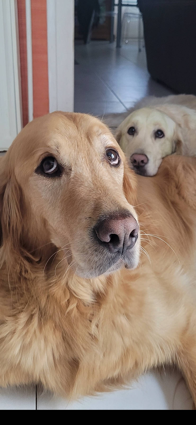 Rio Lixy a rejoint le concours — aidez-le/la à gagner de superbes lots ! canidae, carnivore, companion_dog, dog, dog_breed, dog_supply, ear, eye, fawn, flooring, fur, golden_retriever, gun_dog, liver, pet_supply, retriever, snout, sporting_group, whiskers, working_animal