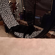 Pepper joined the competition — help win amazing prizes! black_cat, cat, hammock_chair, leopard_print, indoor, fireplace, water_bottle, dumbbells, brick, tile_floor, pet, relaxing, furniture, animal, household_items, black_fur, eyes, resting, domestic, cozy