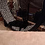 black_cat, cat, hammock_chair, leopard_print, indoor, fireplace, water_bottle, dumbbells, brick, tile_floor, pet, relaxing, furniture, animal, household_items, black_fur, eyes, resting, domestic, cozy