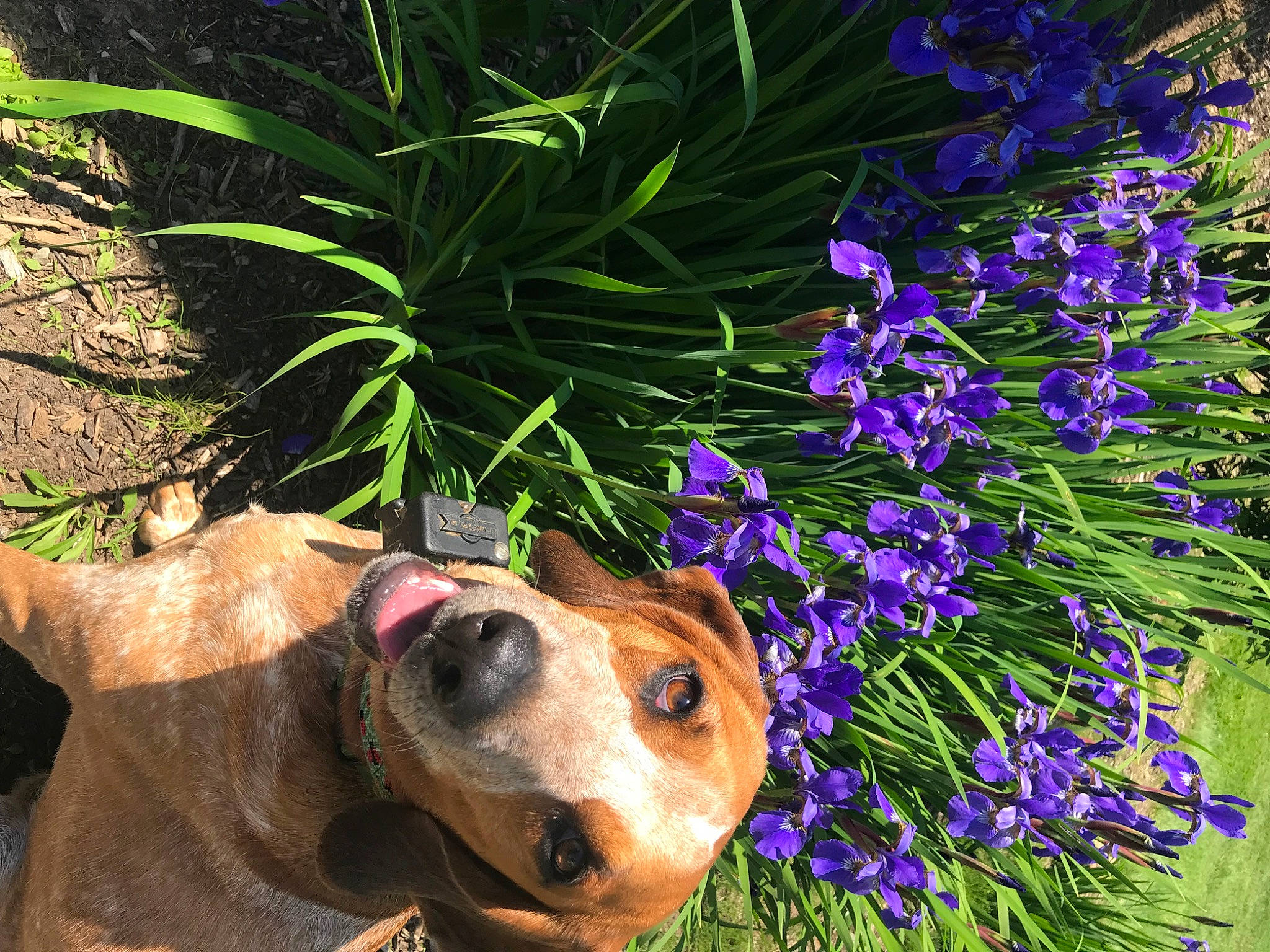 Dixie is registered to the contest to win money with this photo: basset_hound, canidae, carnivore, dog, dog_breed, fawn, flower, grass, hound, lupin, mammal, plant, shrub