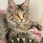 Aloé a rejoint le concours — aidez-le/la à gagner de superbes lots ! cat, fluffy, yellow_eyes, relaxed, pink_fabric, patterned_fabric, fur, whiskers, ears, close_up, indoor, cozy, plant, green_leaves, portrait, tabby, pet, animal, soft_light, resting