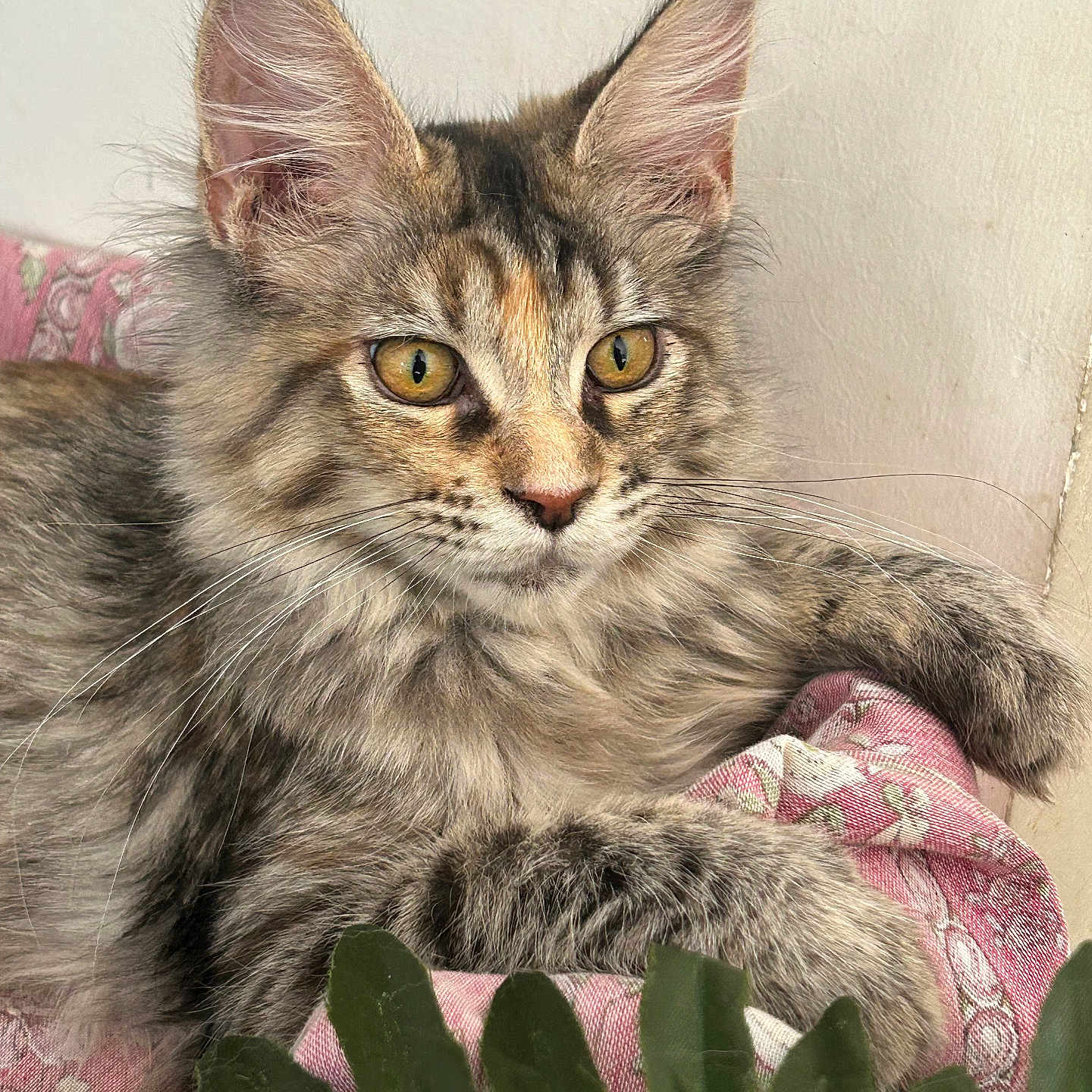 Aloé