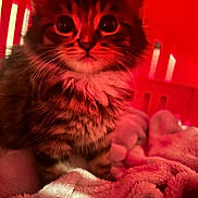 Bella a rejoint le concours — aidez-le/la à gagner de superbes lots ! animal, blanket, cat, closeup, cozy, curious, cute, domestic_cat, fur, furry, indoor, kitten, pet, portrait, red_light, sleepy, small, soft, whiskers, young