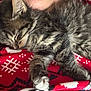Bella participe au concours pour gagner de l'argent avec cette photo : blanket, cat, chin, closeup, cozy, cute, fluffy, fur, holiday, indoor, kitten, nap, paw, person, red, resting, sleeping, soft, tabby, whiskers