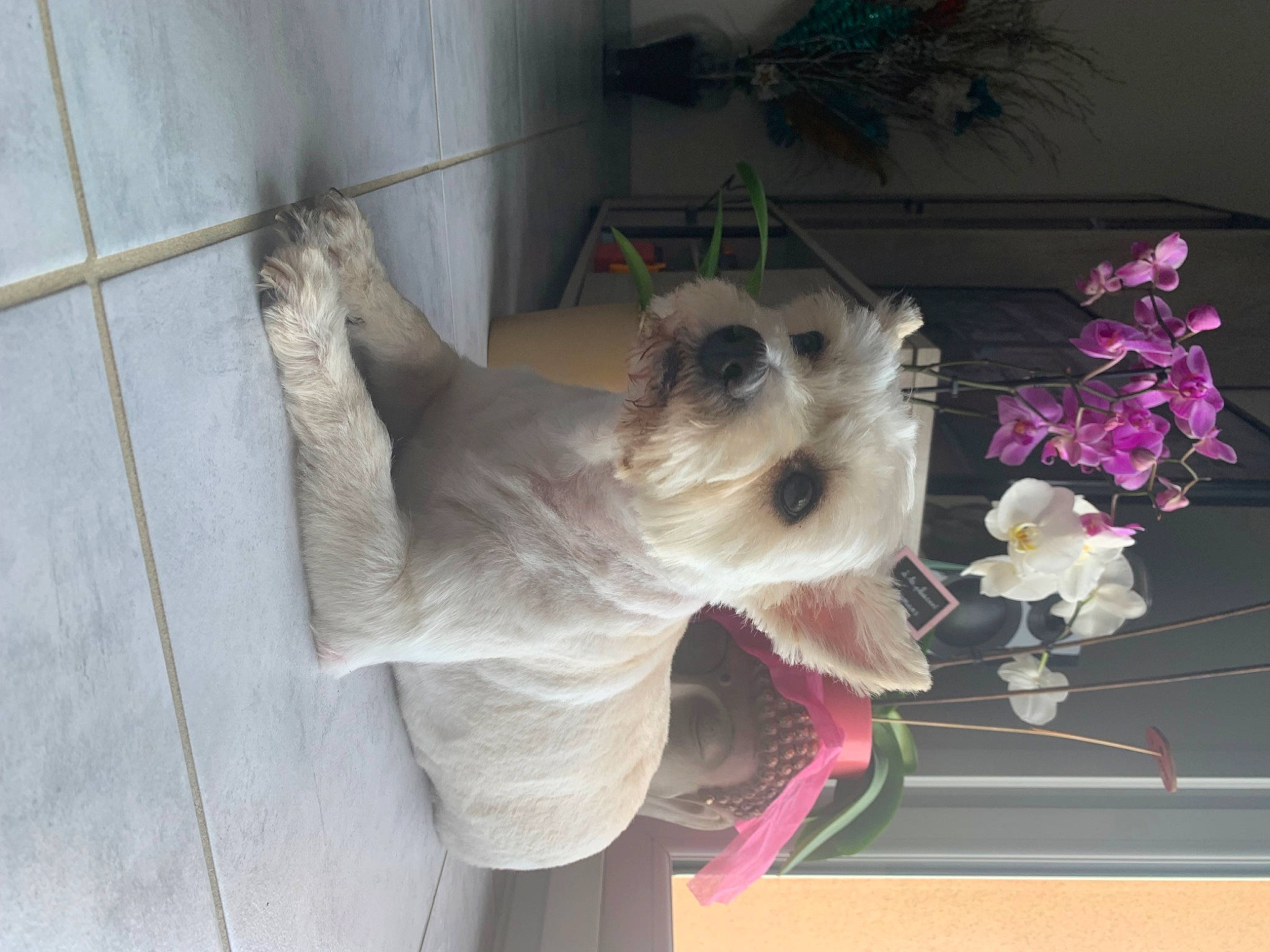 Lily a rejoint le concours — aidez-le/la à gagner de superbes lots ! canidae, carnivore, collar, companion_dog, dog, dog_breed, dog_clothes, dog_collar, dog_supply, door, fawn, flower, pet_supply, plant, small_terrier, snout, sporting_group, terrier, toy_dog, working_animal