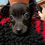 Pilly joined the competition — help win amazing prizes! dog, puppy, person, face, eyes, blanket, knit_blanket, black_fur, nose, glasses, portrait, close_up, indoor, bed, headboard, wall, light_switch, shoulder, bra_strap, cute